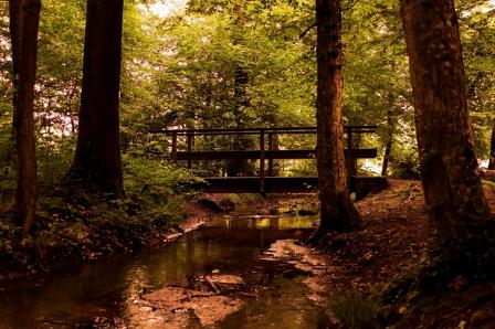 bridge in forest