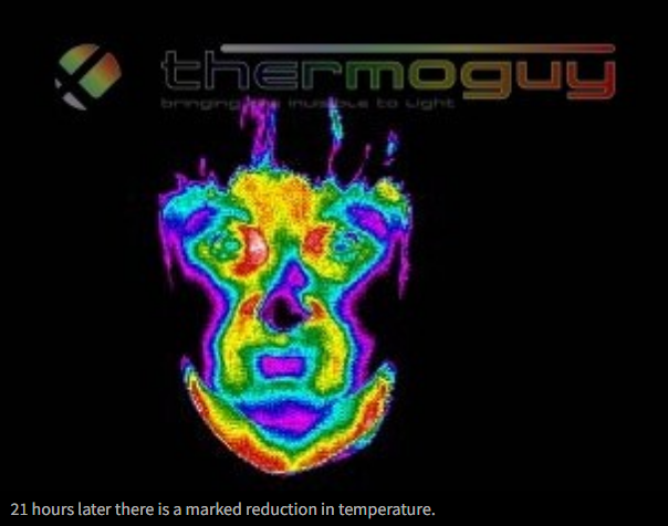 21 hours later there is a marked reduction in terperature.