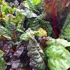 Swiss chard