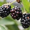 blackberries