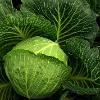 green cabbage