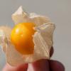 cape gooseberry