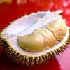 durian