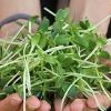 sunflower sprouts