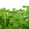 watercress