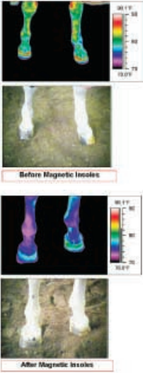 Laminitis & Thermographics